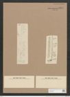 Synedra acus Kuetz. (de-Toni-Nr.: Genus 66, Species 2590) Zeichnungen Sammlung Grunow Nr. 5271 (NHMW-BOT-W0373653)